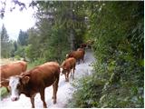 Stara Fužina - Planina Spodnja Grintovica